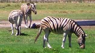 Zebras